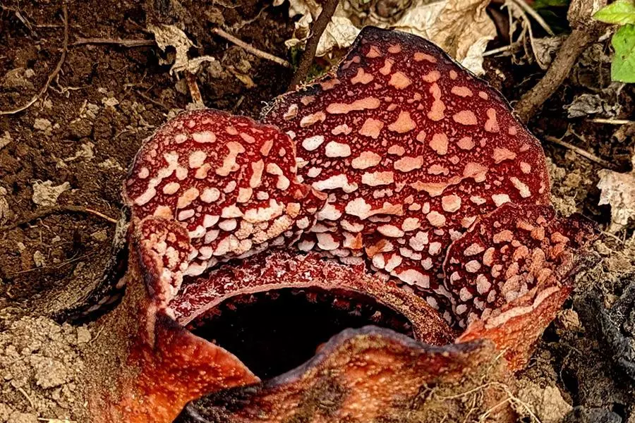 rafflesia banahawensis 1