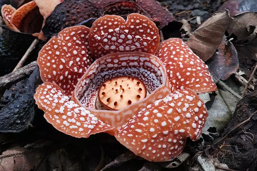 rafflesia panchoana luzon philippines 1