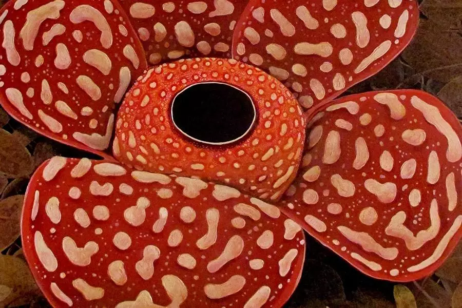 rafflesia pricei 1