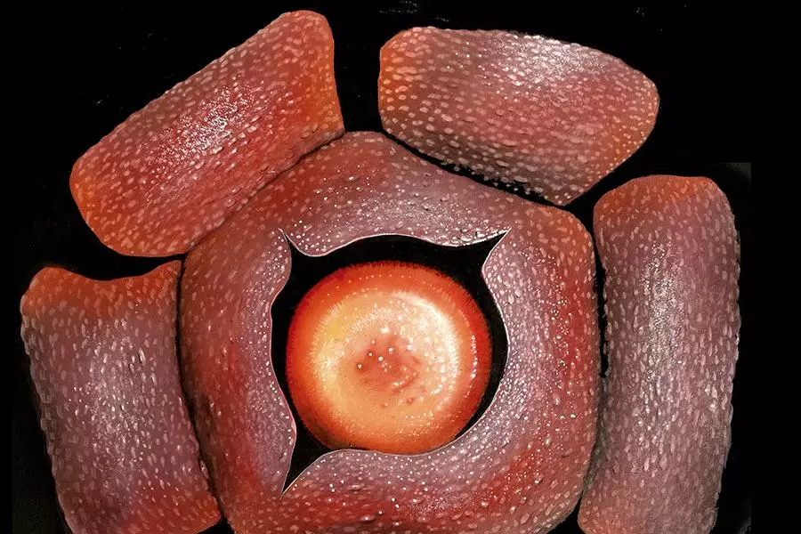 rafflesia rochussenii 1